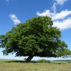 Linde von Mörshausen