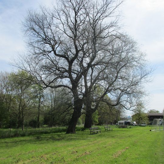 Skupina čtyř jilmů v Troji