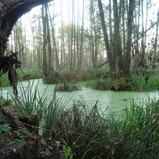 Rezerwat przyrody Olszyny Niezgodzkie