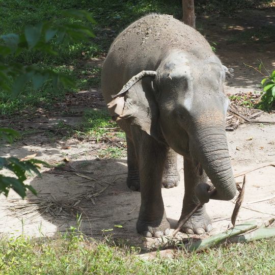 Phuket Elephant Sanctuary