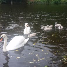 Coalie Park