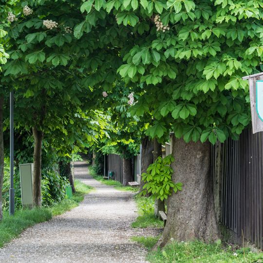 Kastanienbaumallee in Enns