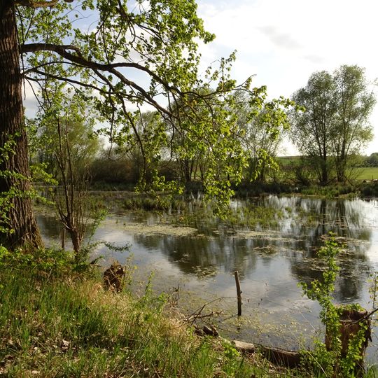 Scheelhecke von Groß-Zimmern