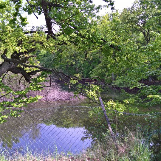 Wasserfläche mit Gehölz und Schilf