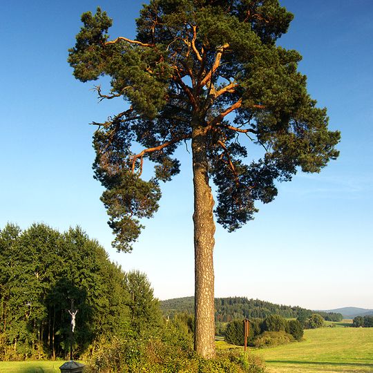 Borovice lesní v Lipové