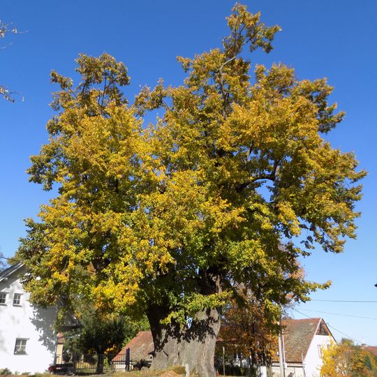Lípa na návsi v Malonicích