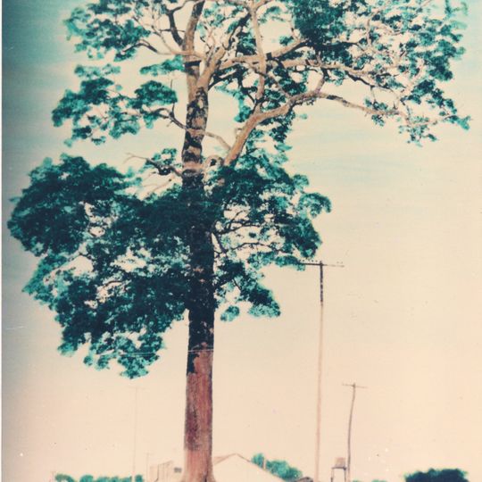 Monumento natural Árbol Timbó de Jardín América