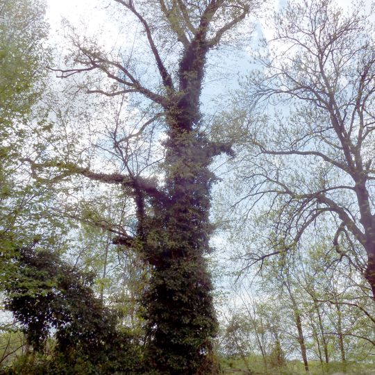 Ulmus laevis, Pölitzstraße Leipzig