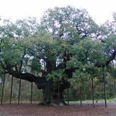 Grote Eik van Sherwood