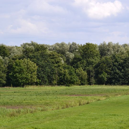 Haseldorfer Graureiherkolonie