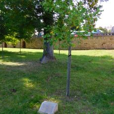 Olga Havlová tree in Jičín