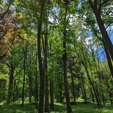 Hadwen Arboretum