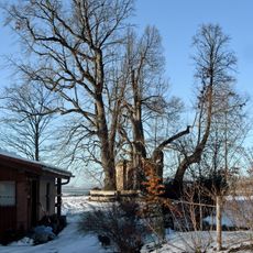 Lípy v Kostelní Bříze