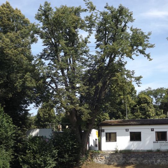 Lípa u nákladového nádraží v Jindřichově Hradci