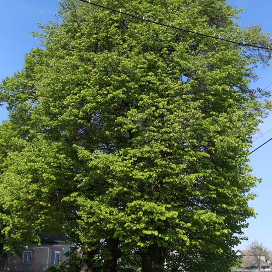 Ozerna linden trees