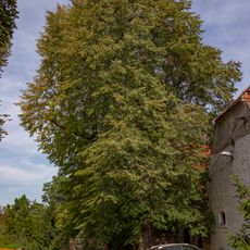 Lípy u fary ve Slušticích