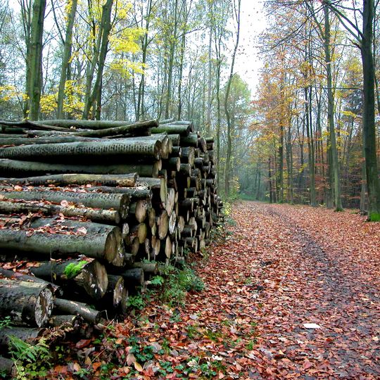 Knechtstedener Wald mit Chorbusch