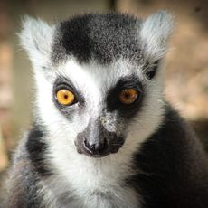 Lakeland Wildlife Oasis