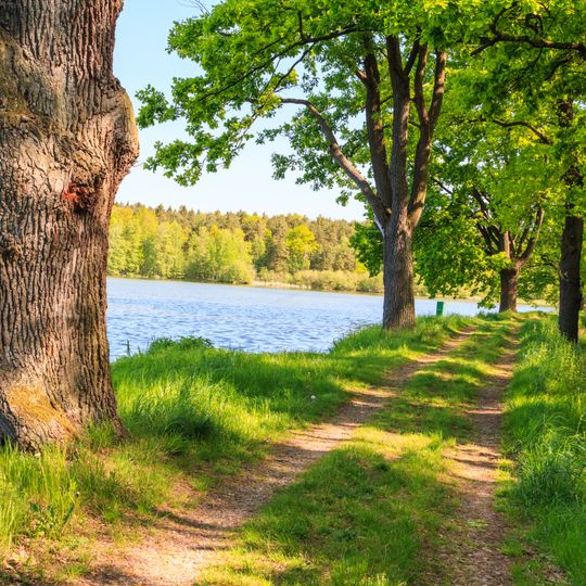 Památné duby na hrázi rybníka Pařezný