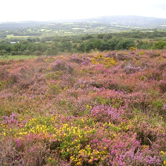 Landes Et Marais De Glomel