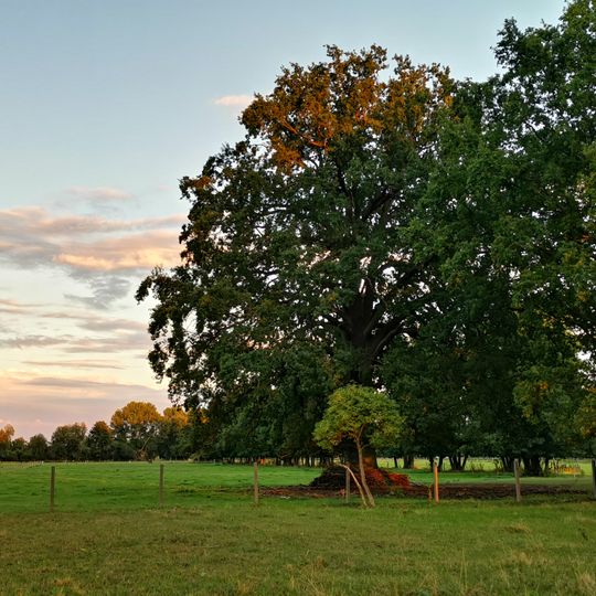 Naturdenkmal ''Stieleiche'' nordwestlich der Ortslage in Kunersdorf