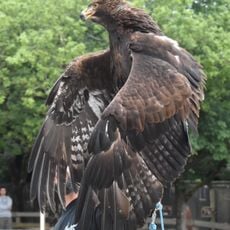 Le rocher des aigles