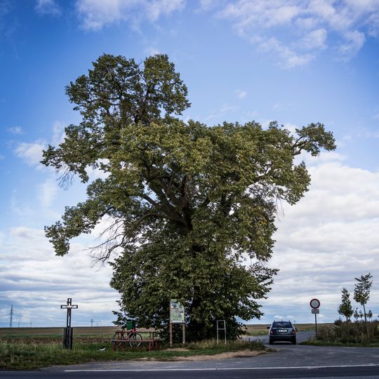 Lípa u černého křížku