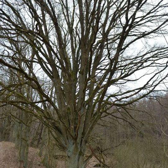 Naturdenkmal Stiel-Eiche südlich des Buckowsees im Waldbestand, von Buckow aus über die landwirtschaftliche Straße in Richtung Finowfurt, hinter der 2. Kurve nach rechts auf unbefestigtem Feldweg in Richtung Wald in Lichterfelde