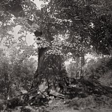 Výprachtická lípa