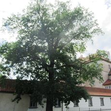 Dub Ludvíka Salvátora