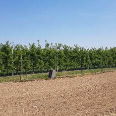 Belgium-Netherlands boundary stone no. 27a