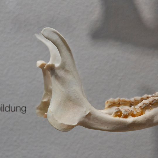 Museé de la Nature Olten