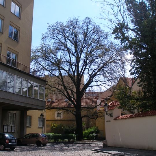 Dub letní v Řásnovce