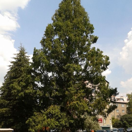 Metasekvoje na Nových Sadech