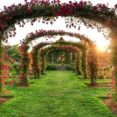 Elizabeth Park Rose Garden