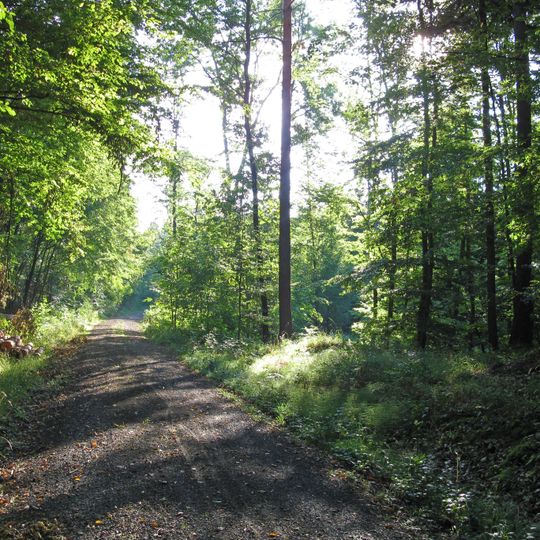 Naturwaldreservat Stachel