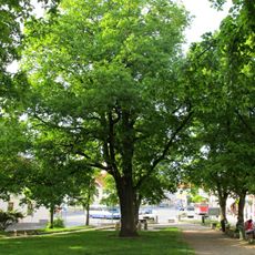 Dub v Jílovém u Prahy