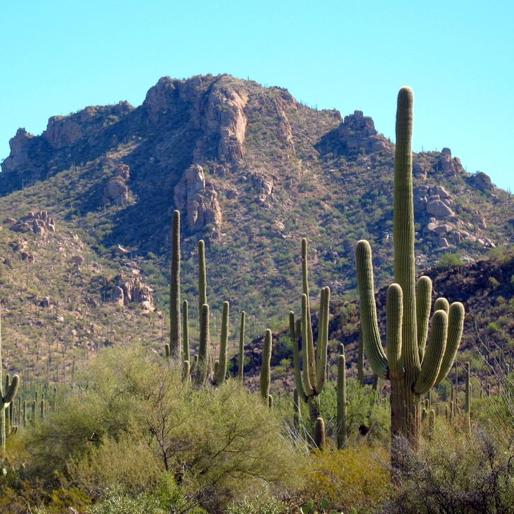 Parque Nacional Saguaro