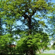 Dub u Libocké brány v oboře Hvězda