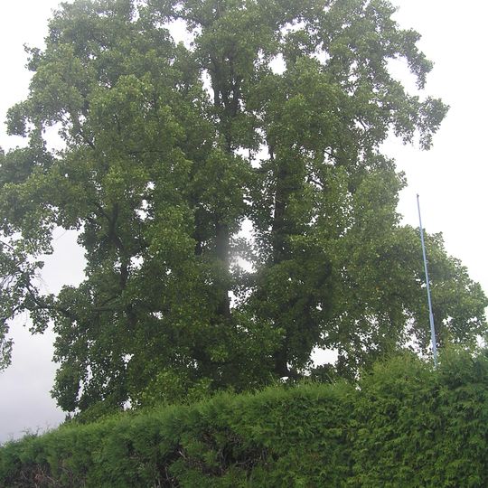 Liliovník tulipánokvětý