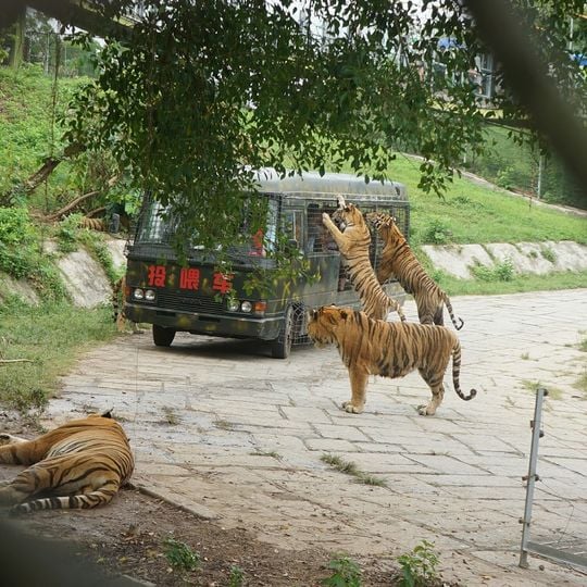 Shenzhen Safari Park
