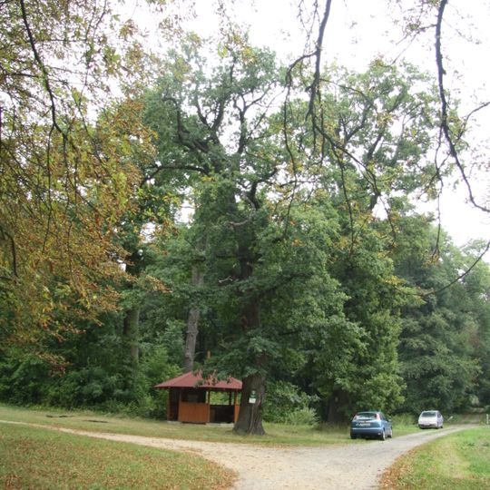 Skupina dubů v oboře