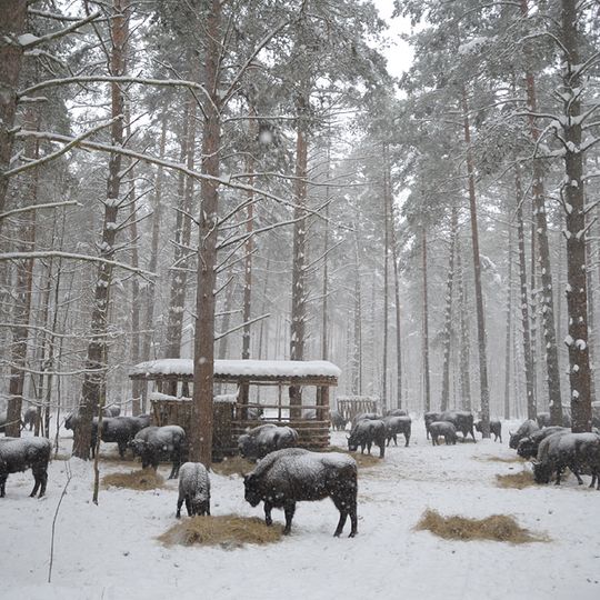 Parco nazionale della Polesia di Orël