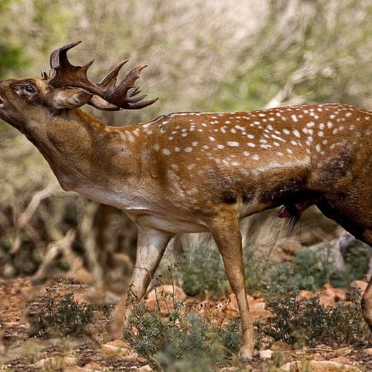 Har Carmel Nationalpark