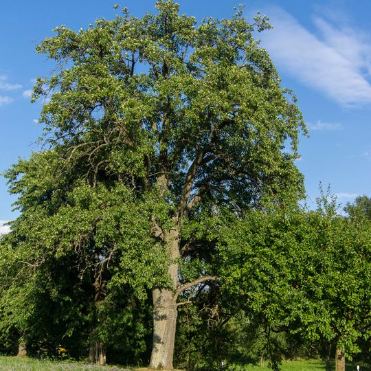 Birnbaum im Gewann Mehläcker