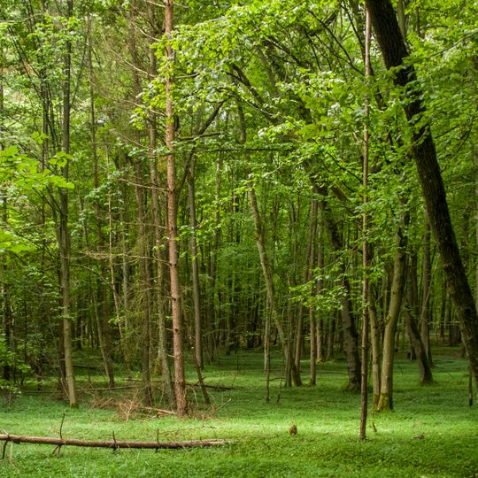 Naturwaldreservat Wolfsruhe