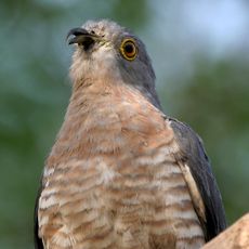 Mahavir Harina Vanasthali National Park