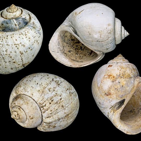 Saucats Et La Brède