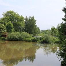 Seerosenbestände am Aschachaltarm