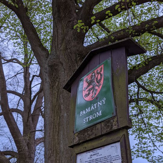 2 kusy lípy srdčité